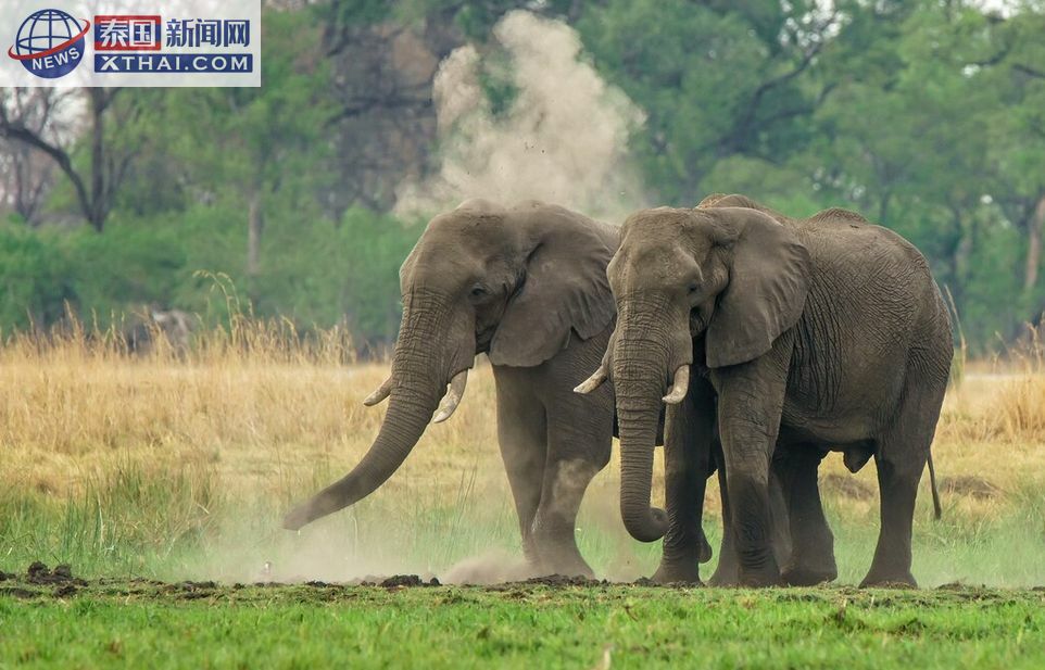 清迈Elephant Nature Park的大象保护活动