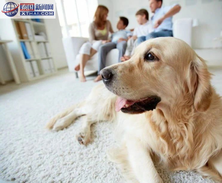 芭堤雅宠物友好型公寓宣传图1