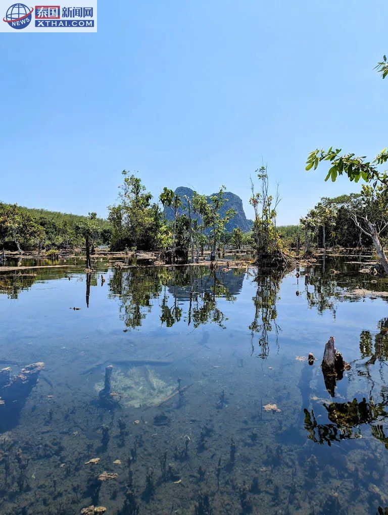 空路运河红树林风光