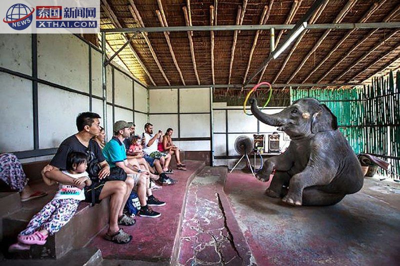 清迈大象保护项目