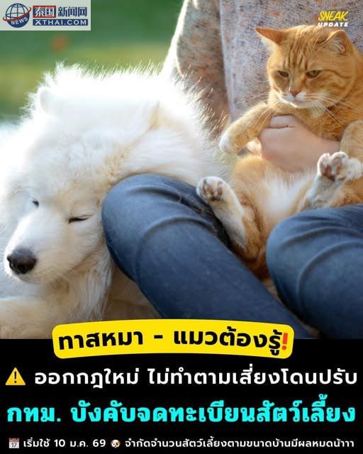 曼谷宠物登记宣传，狗狗与微芯片